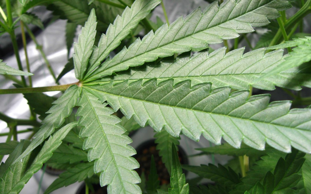 Is Medical Marijuana An Effective Treatment for PSTD?