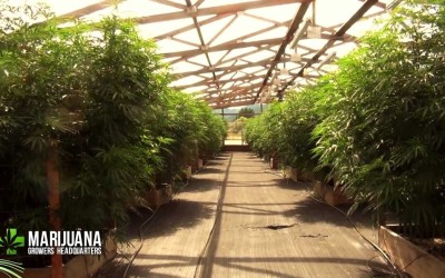 Denver Shuts Down Multiple Illegal Marijuana Grow Sites Across City