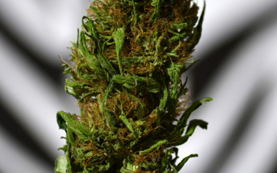 Drug Enforcement Agency Reviewing Reclassification of Marijuana